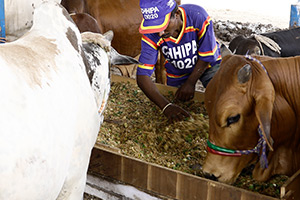 Sadqa & Aqiqa Cow